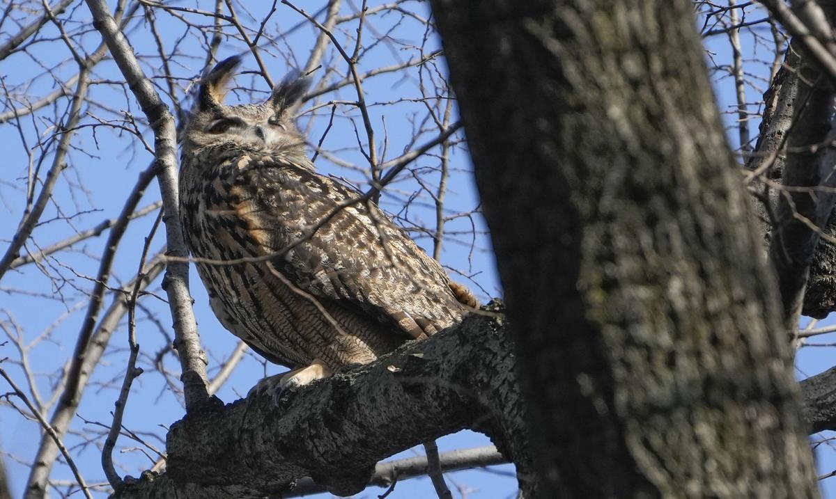 They confirm that Flaco, the famous owl of New York City, died from a traumatic impact