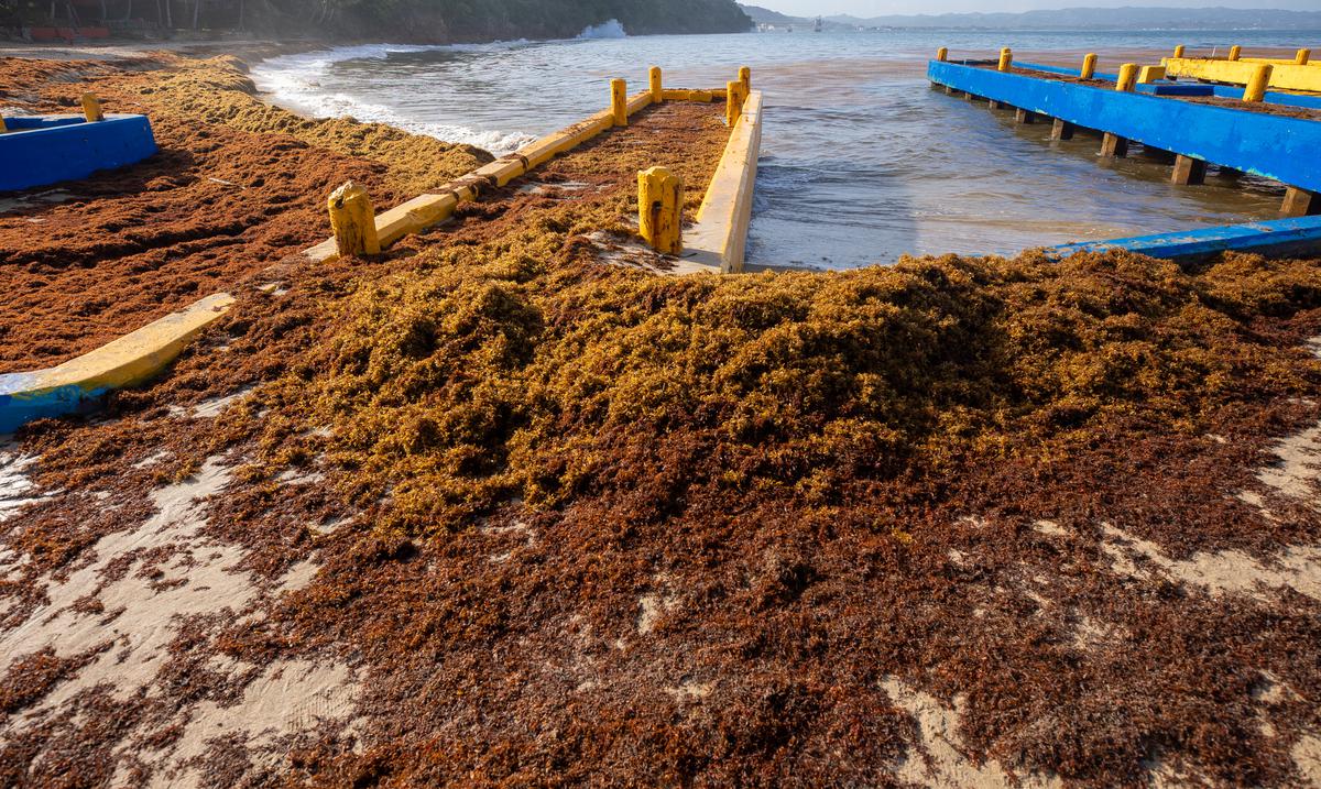 Natural Resources rejects the agricultural use of sargassum in new management plan