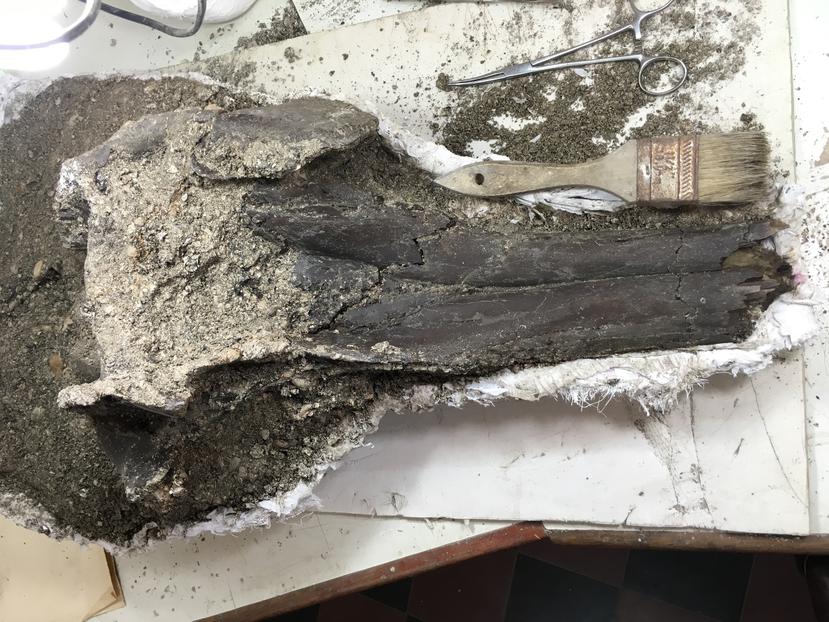 An international team of paleontologists discovered the fossils on February 20, 2018 on the banks of the Napo River, in the Peruvian region of Loreto, Maynas province (Peruvian Amazon) after a three-week expedition.  Modern paleontology techniques revealed that it belonged to a new species of freshwater dolphin, between 3 and 3.5 meters in length, which is 16 million years old and has been named Pebanista yacuruna in honor of a mythical aquatic town that was It is believed that it inhabited the Napo basin, in the current Peruvian region of Loreto, province of Maynas.
