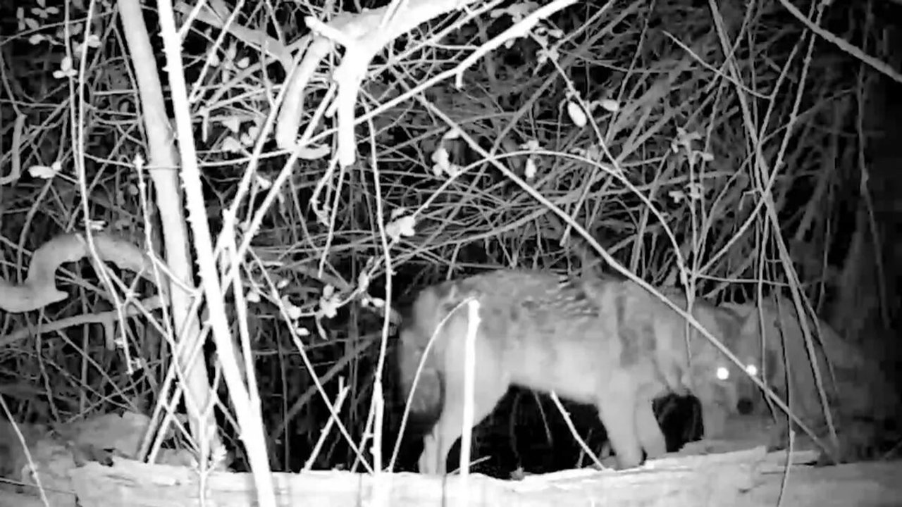 They detect for the first time the presence of a live golden jackal in Spain