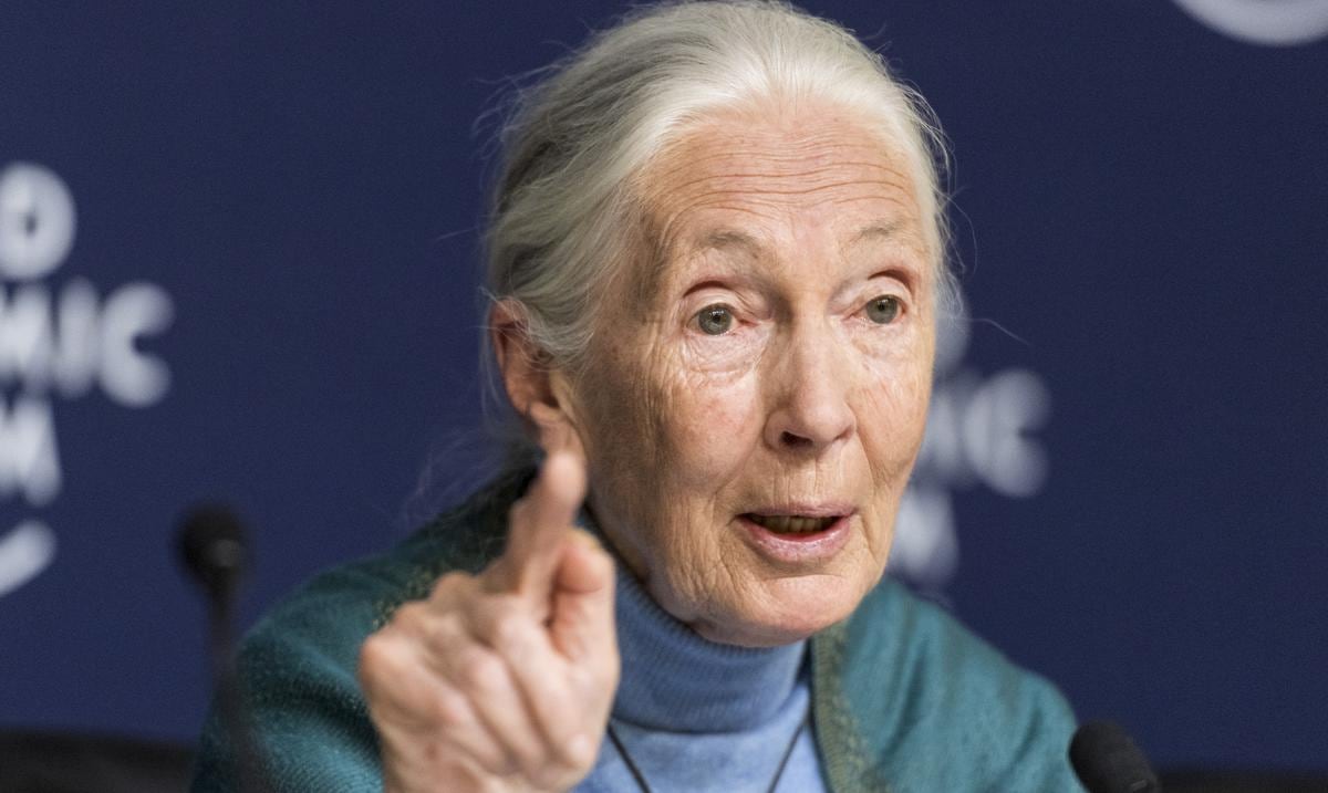 British primatologist Jane Goodall turns 90