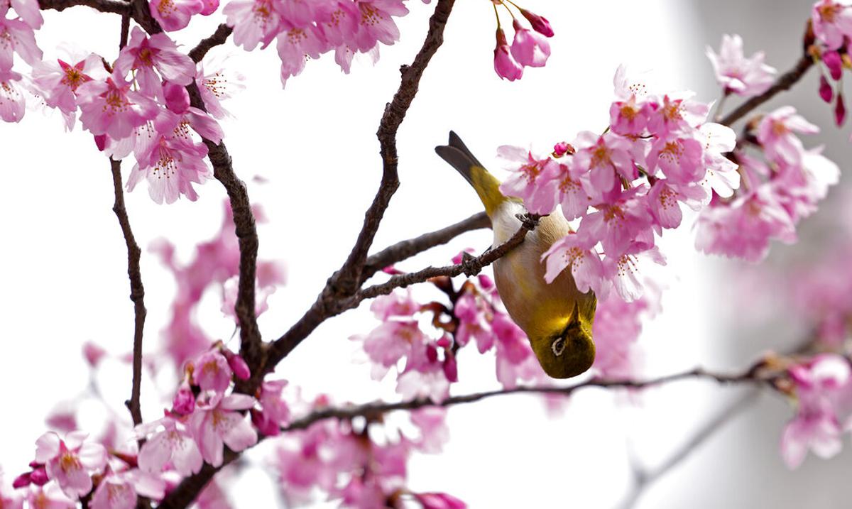 Cherry trees bloom earlier and earlier in Japan due to climate change