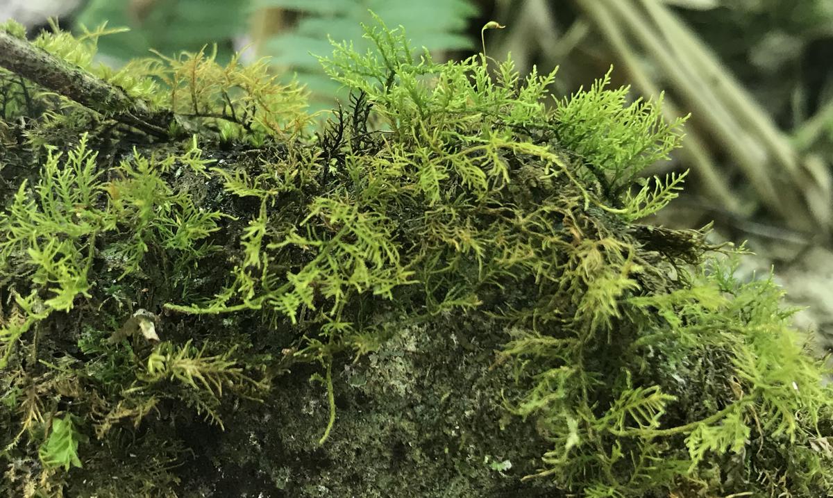Mosses are vital to forests: from storing water to determining historical land uses