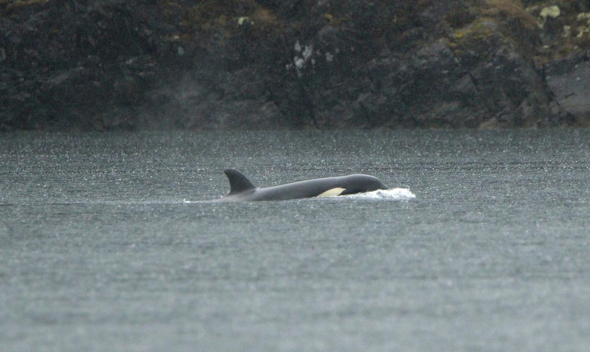Orca calf stranded in a lagoon in Canada will be airlifted to the ocean
