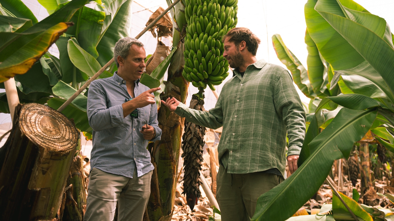 Reclaimed water, the last hope for the Canarian banana