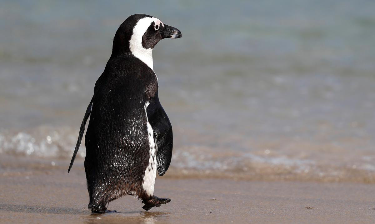 Scientists believe thousands of Antarctic penguins died in a bird flu
