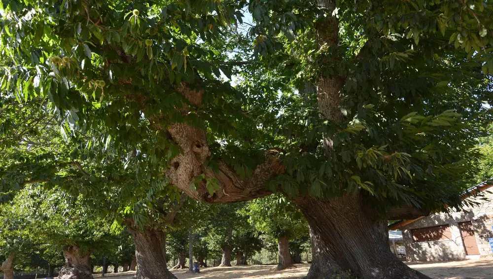 The ancient chestnut trees that surround the sanctuary of the Virgen de la Alcobilla