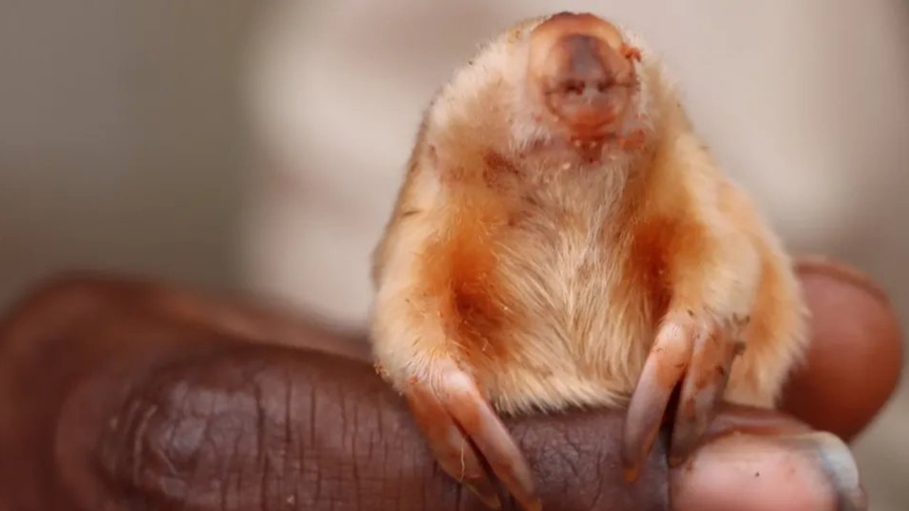 They manage to photograph a rare northern marsupial mole in the desert regions of Australia