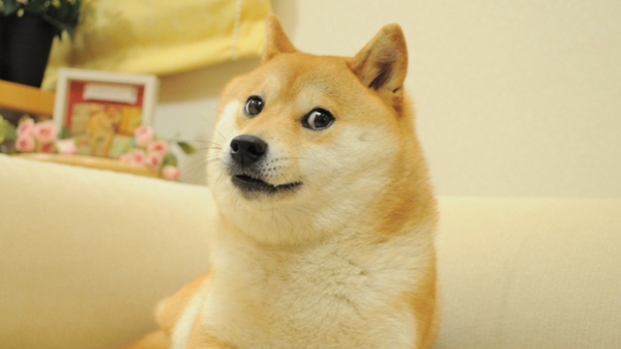 An Internet meme dies: the Shiba Inu dog from the Doge meme