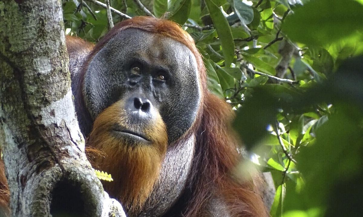 An orangutan used a medicinal plant to heal his wound, according to scientists