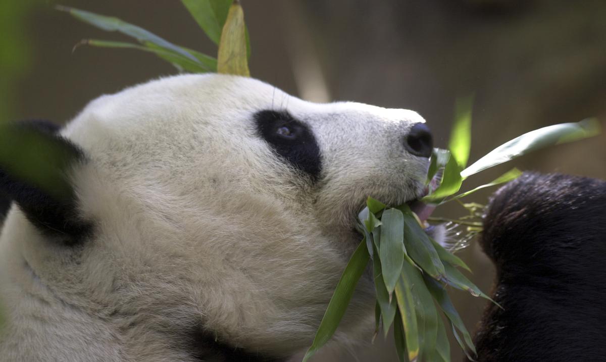 The last giant pandas living in the United States will return to China later this year