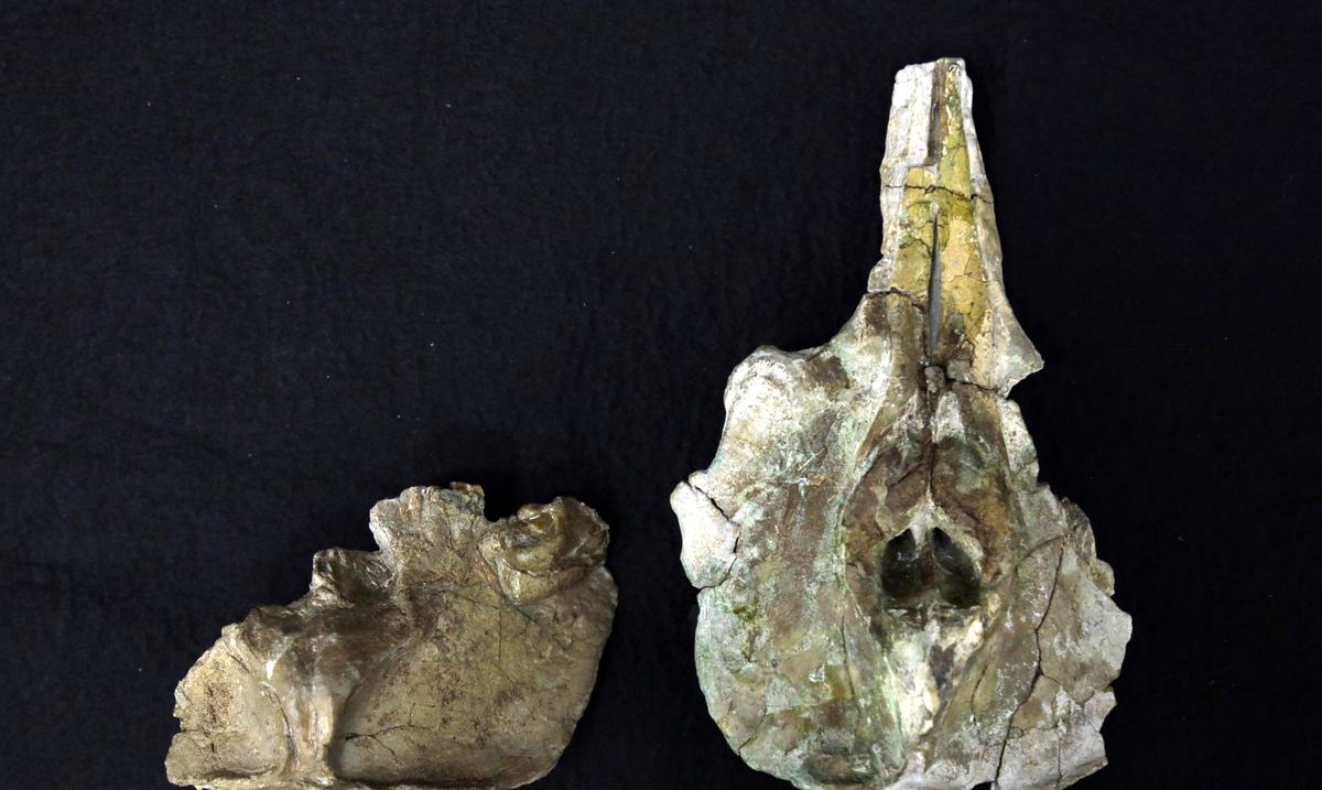 The oldest baiji dolphin fossil is found in Japan, more than 11 million years old