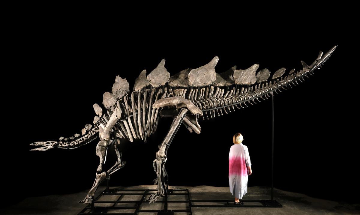 The skeleton of a dinosaur that lived 150 million years ago will be auctioned in New York