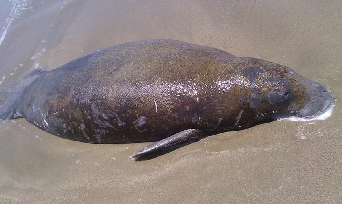 Threats against manatees in Puerto Rico increase