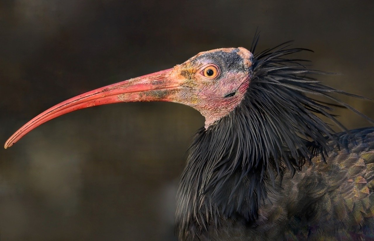 Northern Bald Ibis, Bird, Animal