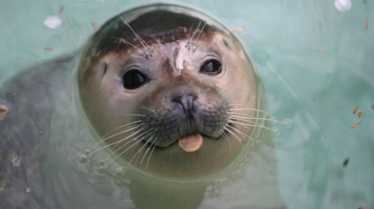 Monk seal reintroduction in Fuerteventura could begin in 2019