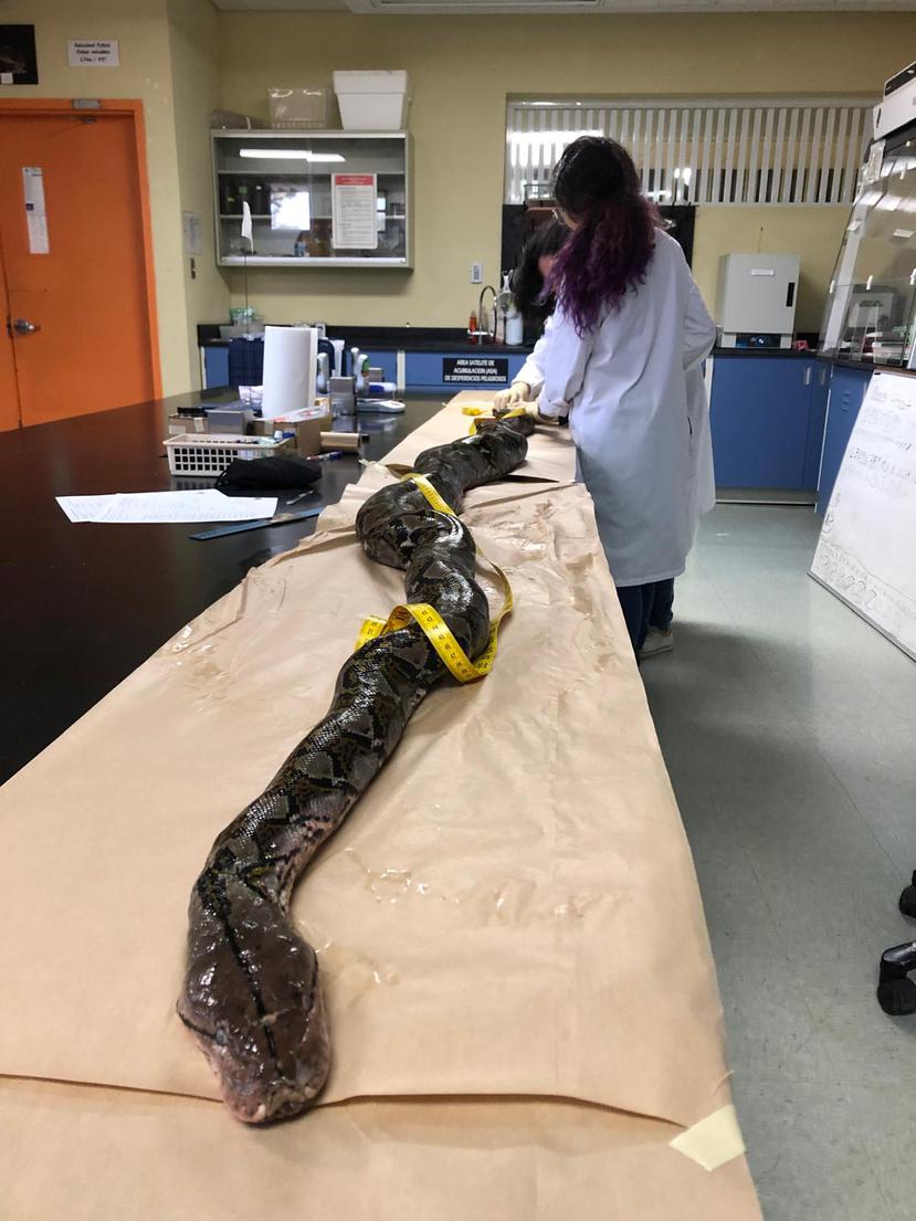 Once received in the laboratory, the snakes are sacrificed through the injection and freezing process.  Afterwards, a “post-mortem” analysis is performed, which includes measurements of size, sex, reproductive status and stomach contents.