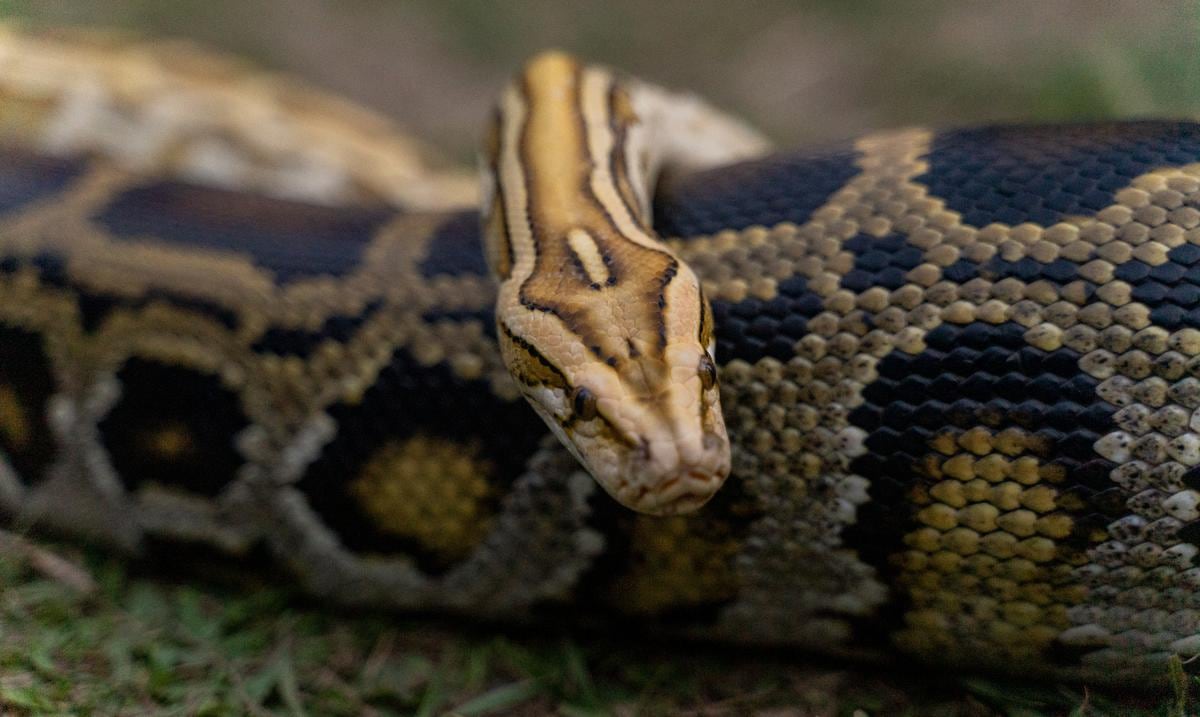 Natural Resources authorizes the hunting “without limit of quantities” of five species of exotic snakes