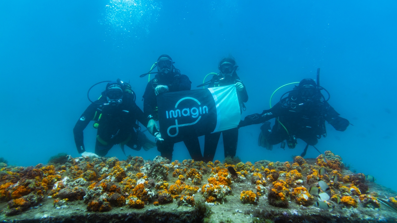 An artificial reef to save orange coral