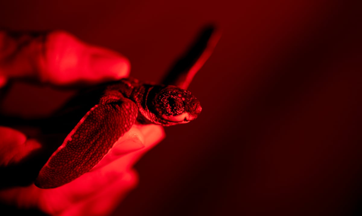 In photos: the long adventure that leatherback turtles undertake from the waters of Puerto Rico