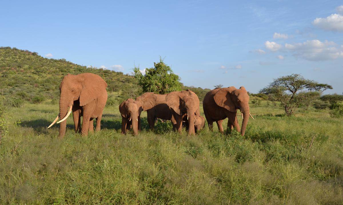 Study reveals African elephants call each other and respond to individual names