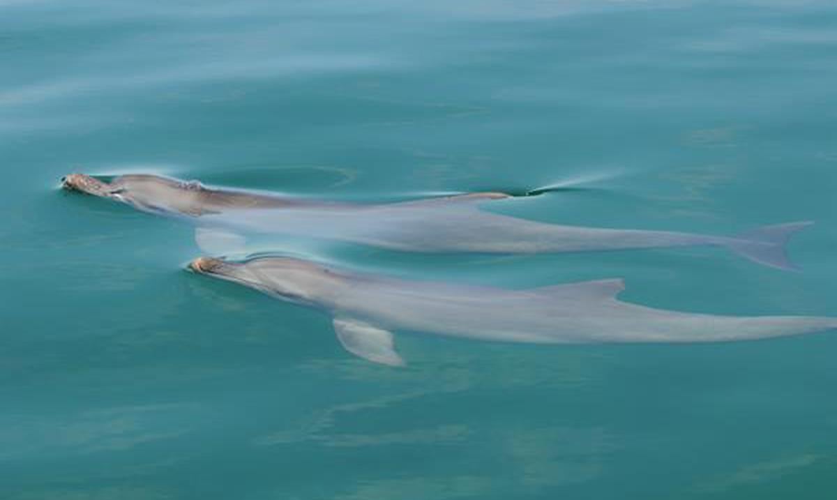 Study shows that dolphins that play together as calves have more reproductive success as adults