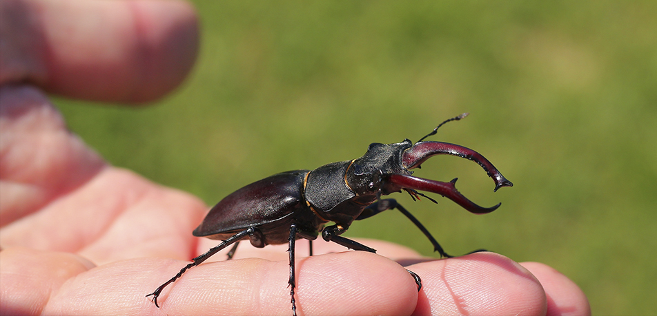 The spectacular and harmless stag beetle |  Torres Family