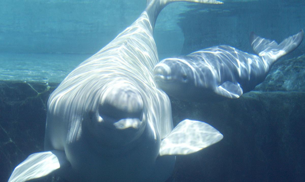 Two beluga whales successfully rescued from aquarium in Ukraine