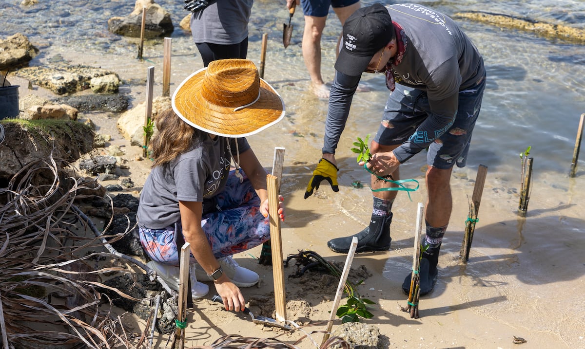 Volunteers plant red mangrove in Condado to prevent coastal erosion