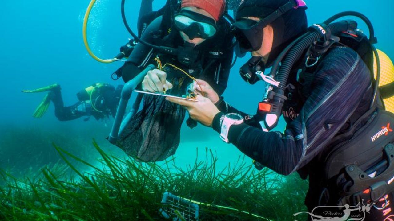 Hundreds of volunteer divers monitor the seas for science