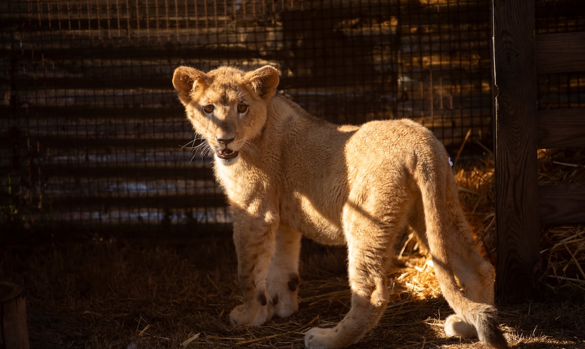 Six-month-old lion cub arrives at South African sanctuary after being rescued